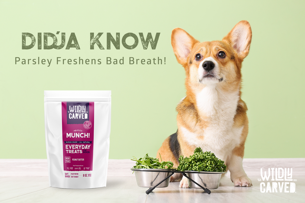Control your dogs bad breath